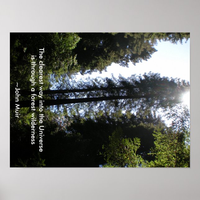 Forest Wilderness Redwoods Poster (Front)