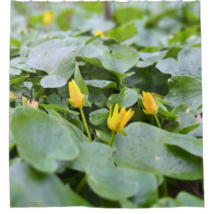 Forest Wildflowers – Botanical Nature Photography