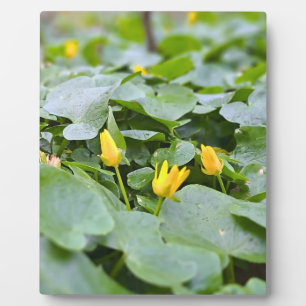 Forest Wildflowers – Botanical Nature Photography Plaque