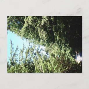 Forested Road Moran State Park Postcard