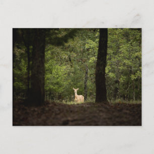 Forests   A White Tailed Deer in the Woods Postcard