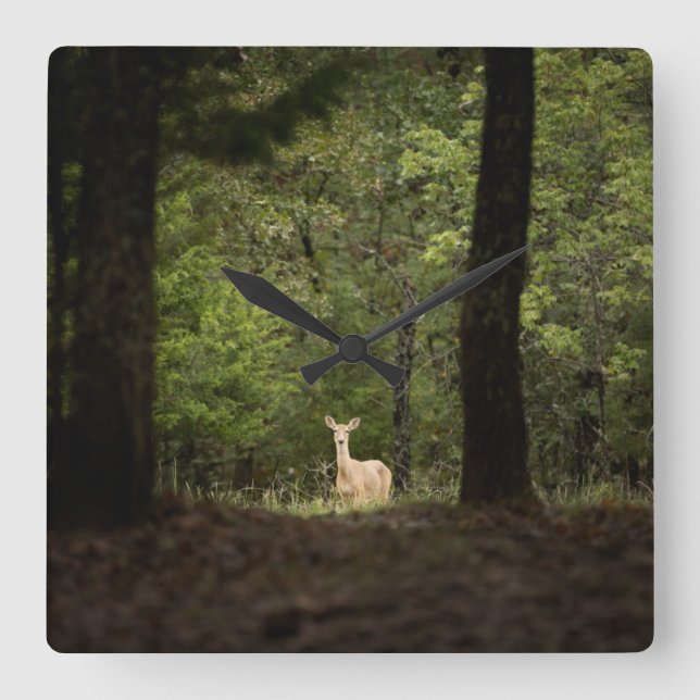 Forests | A White Tailed Deer in the Woods Square Wall Clock (Front)