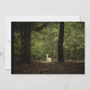 Forests   A White Tailed Deer in the Woods Thank You Card