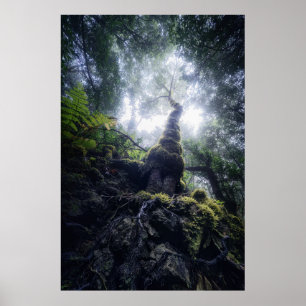 Forests Anaga Rural Park Canary Islands Poster