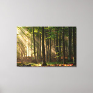 Forests   Autumn Forest Canvas Print