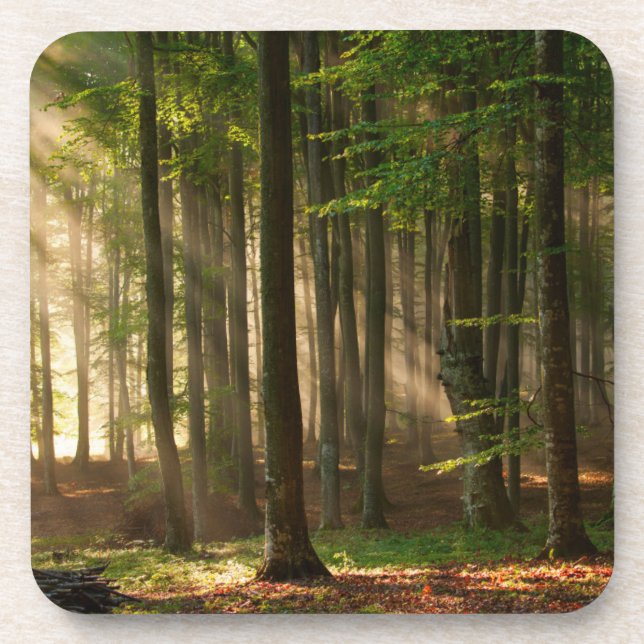 Forests | Autumn Forest Coaster (Front)