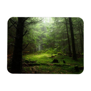 Forests   Auvergne France Magnet