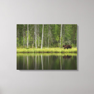Forests Bear at Taiga Forest Northern Finland Canvas Print