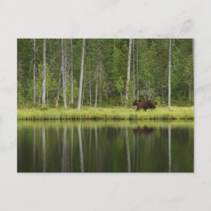 Forests   Bear at Taiga Forest Northern Finland Postcard
