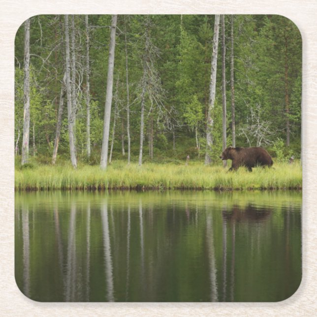 Forests | Bear at Taiga Forest Northern Finland Square Paper Coaster (Front)