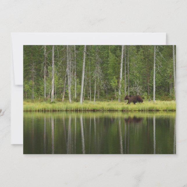Forests | Bear at Taiga Forest Northern Finland Thank You Card (Front)