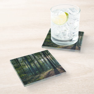 Forests Black Forest Germany Glass Coaster
