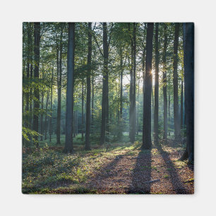 Forests   Black Forest Germany Magnet