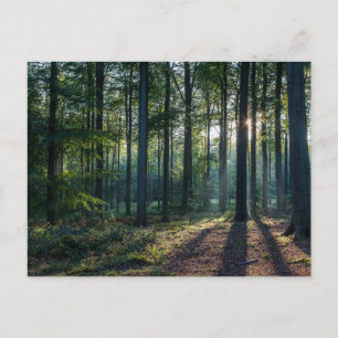 Forests   Black Forest Germany Postcard