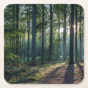 Forests Black Forest Germany Square Paper Coaster