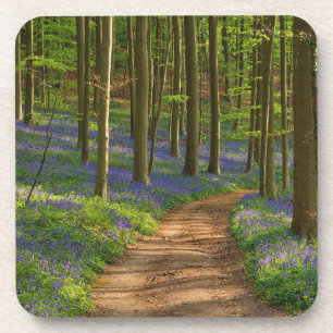Forests Bluebell Forest in Belgium Coaster