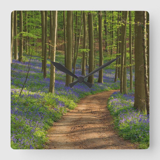 Forests | Bluebell Forest in Belgium Square Wall Clock (Front)
