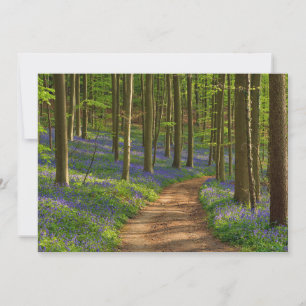 Forests Bluebell Forest in Belgium Thank You Card