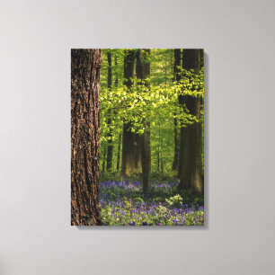 Forests Bluebells in Belgium Canvas Print