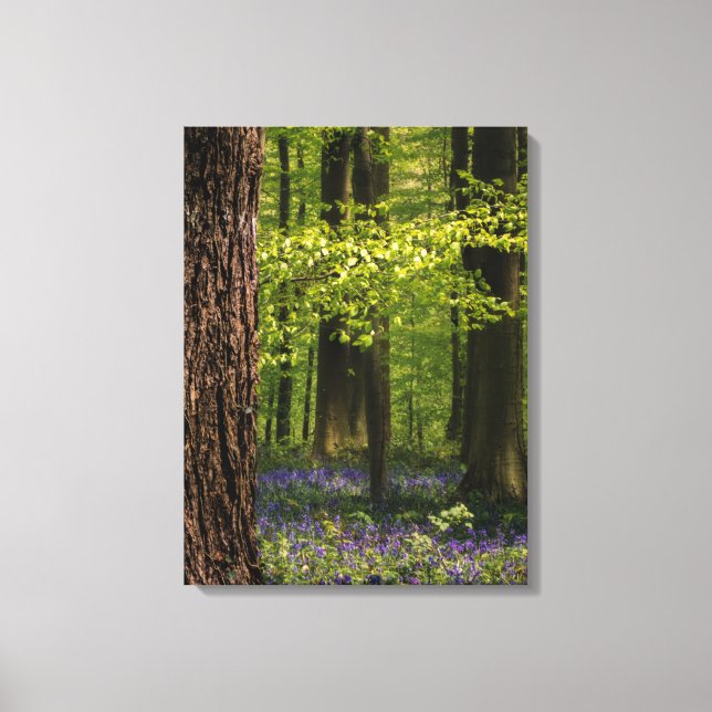 Forests | Bluebells in Belgium Canvas Print (Front)