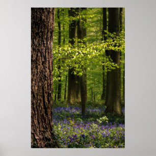 Forests Bluebells in Belgium Poster