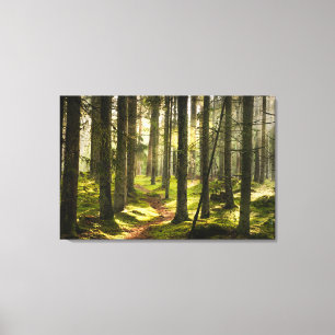 Forests   Boreal Forest Sweden Canvas Print