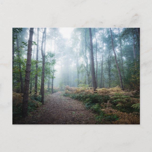 Forests | Dark Foggy Woods Norfolk UK Postcard (Front)