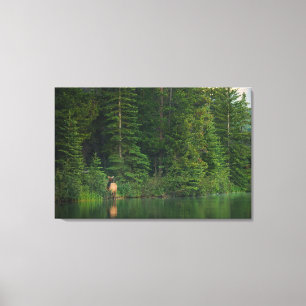 Forests   Elk at Banff National Park Alberta Canvas Print