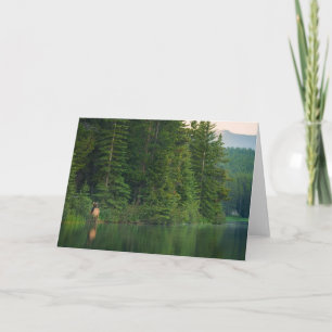 Forests   Elk at Banff National Park Alberta Card