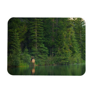 Forests   Elk at Banff National Park Alberta Magnet