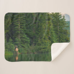 Forests   Elk at Banff National Park Alberta Sherpa Blanket