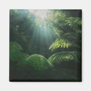 Forests Ferns in Rainforest Magnet