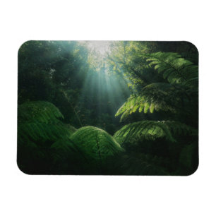Forests Ferns in Rainforest Magnet