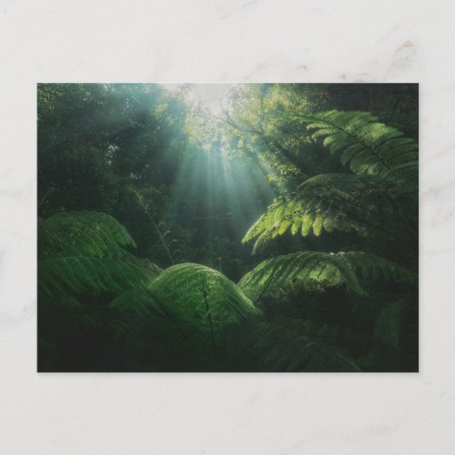 Forests | Ferns in Rainforest Postcard (Front)