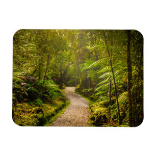 Forests   Footpath Into Forest Magnet