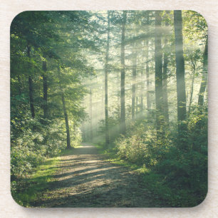 Forests Forest Path Hamburg Germany Coaster