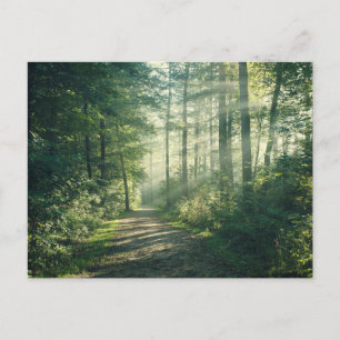 Forests   Forest Path Hamburg Germany Postcard
