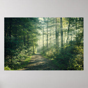 Forests Forest Path Hamburg Germany Poster