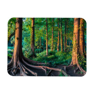 Forests Greenery & Woodland Magnet