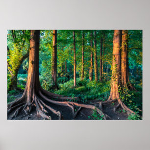 Forests   Greenery & Woodland Poster