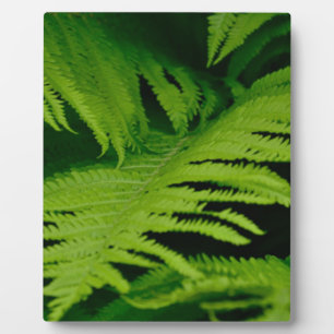 Forests & Jungles Plaque