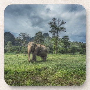 Forests Kao Sok National Park Coaster