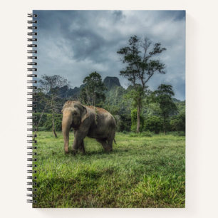 Forests   Kao Sok National Park Notebook