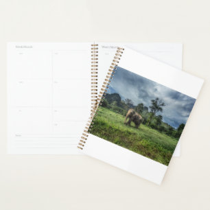 Forests   Kao Sok National Park Planner