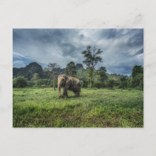 Forests   Kao Sok National Park Postcard