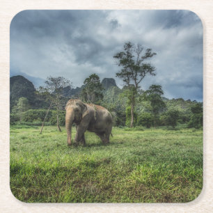 Forests   Kao Sok National Park Square Paper Coaster