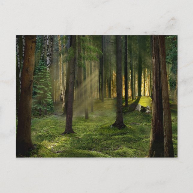 Forests of Dawn Postcard (Front)