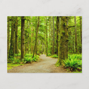 Forests Olympic National Park Postcard
