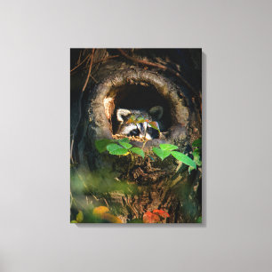 Forests Raccoon Peeking Canvas Print