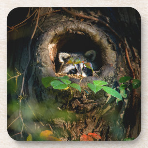 Forests Raccoon Peeking Coaster